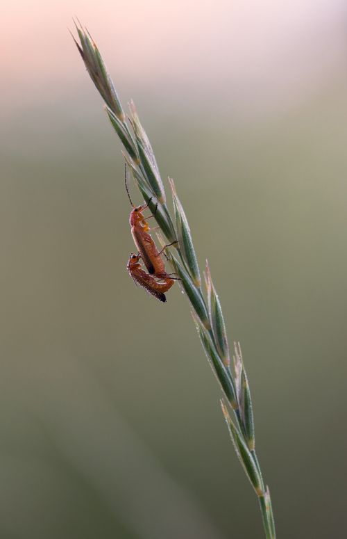 beetle blade of grass soldier beetle