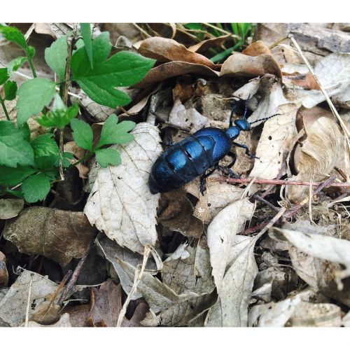 beetle blue animal