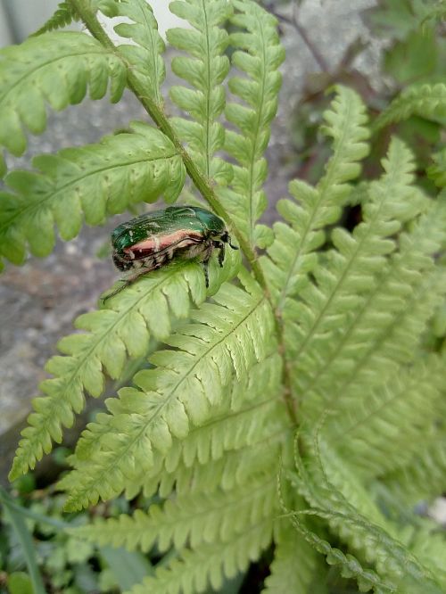 beetle bug fern