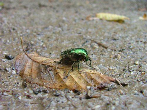 beetle foliage aurata