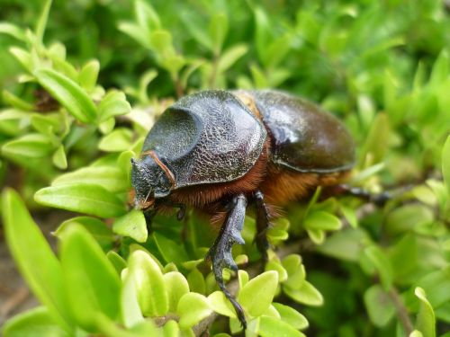 beetle heavy armor orrszarvúbogár