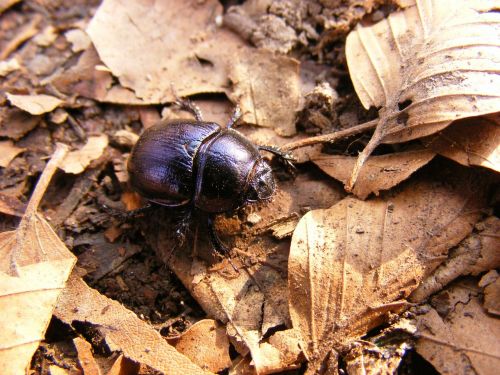 beetle dung three stone