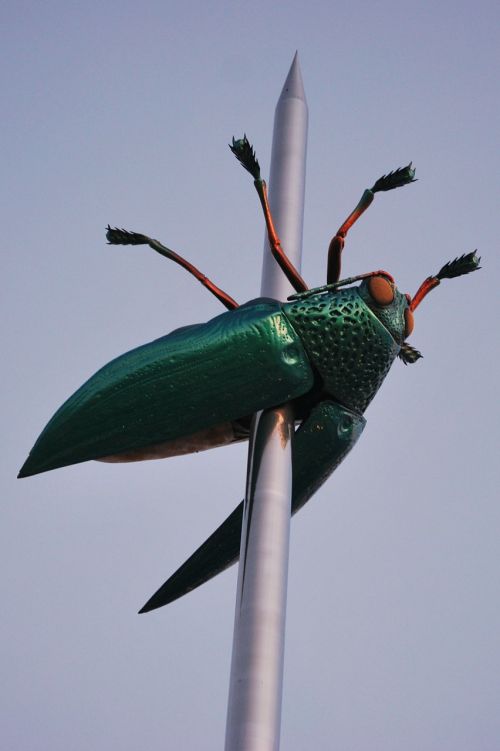 beetle art bug