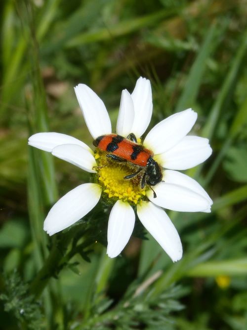 beetle flower meloidea