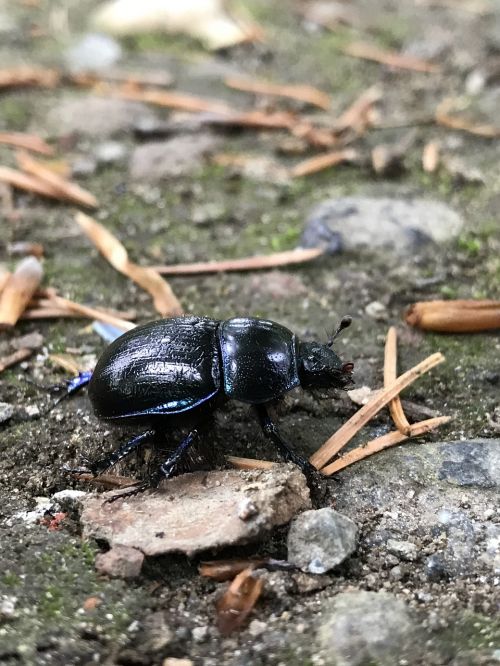 beetle nature ground