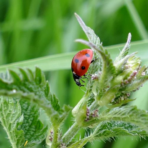 beetle ladybug stinging nettle