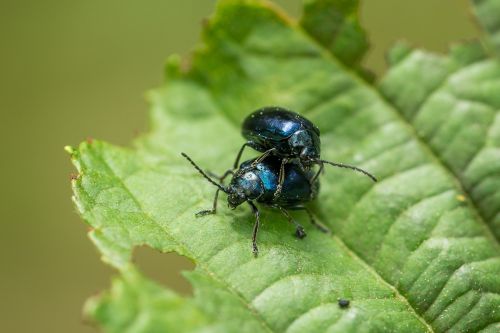 beetle macro blue