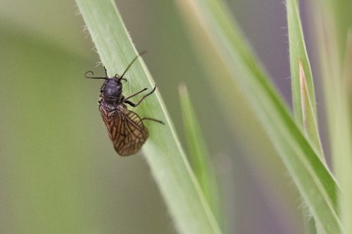 beetle insect nature