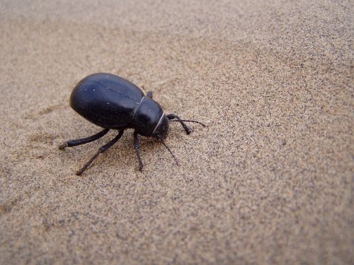 beetle desert sand