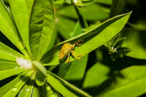 beetle insects macro