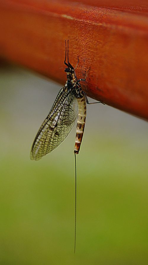 beetle insect winged