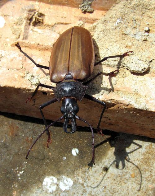 beetle brown claws