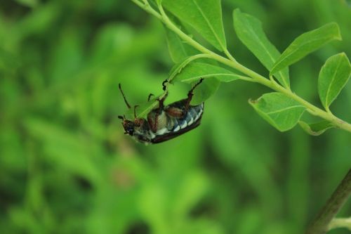 beetle summer macro photography