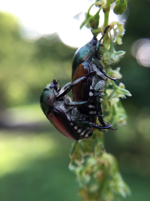 beetle love nature