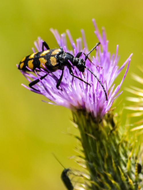 beetle insect nature