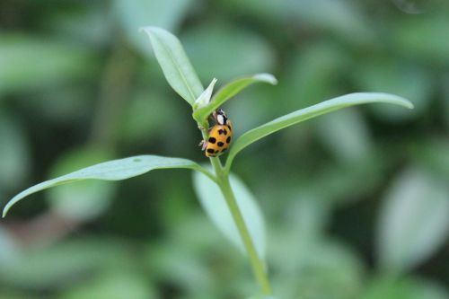 beetle ladybug insect