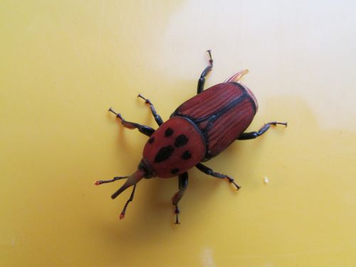 beetle insect bug