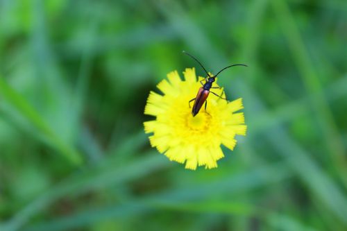 beetle flower summer