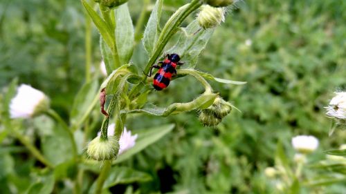 beetle flowers insect