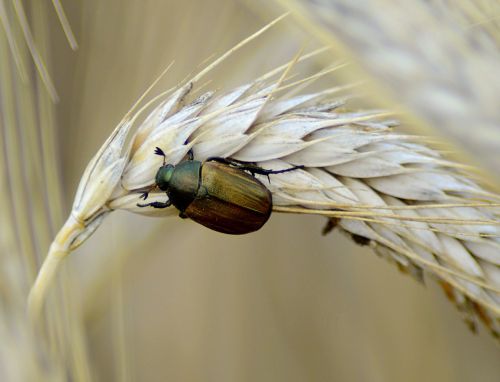 beetle brown nature