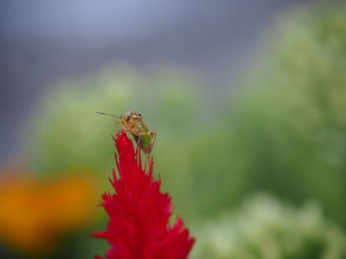 beetle red blossom