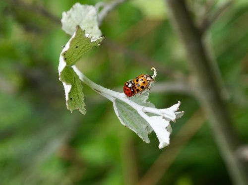 beetle lucky ladybug ladybug
