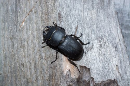 beetle insect macro