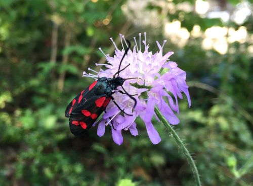 beetle flower nature