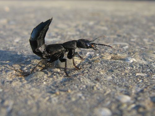 beetle animal scorpio