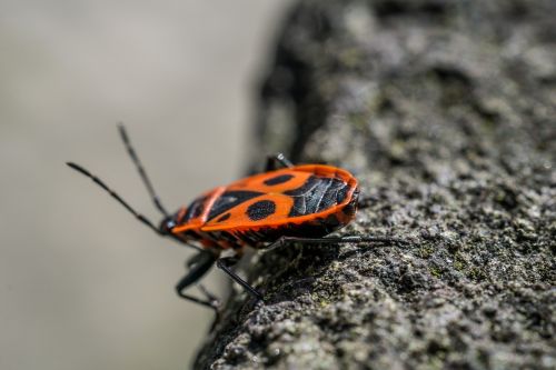 beetle insect macro