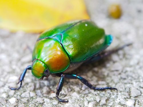 beetle macro insect