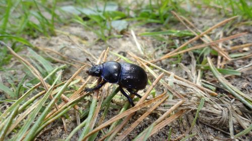 beetle worm nature