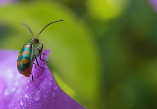 beetle ladybug purple flower nature