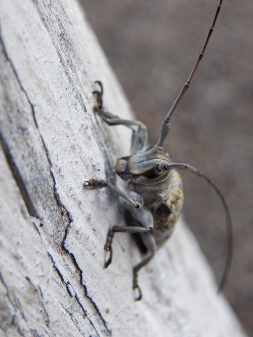 beetle macro insect