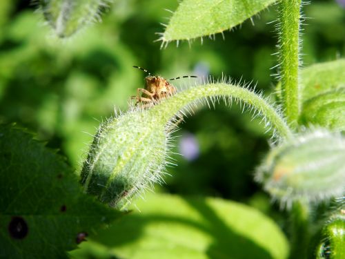 beetle insect garden