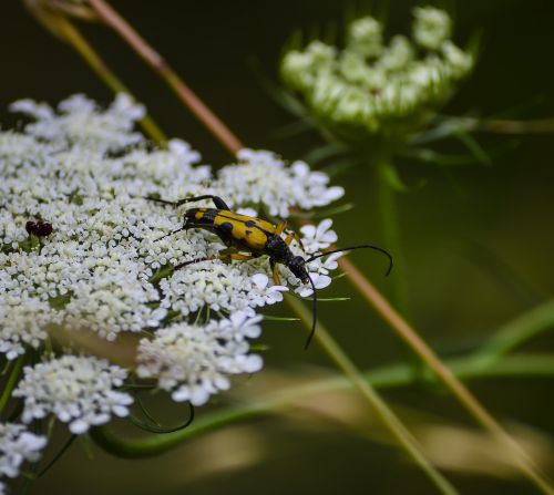 beetle insect bug