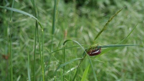 beetle grass nature