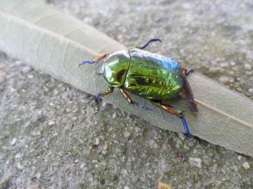 beetle green nature