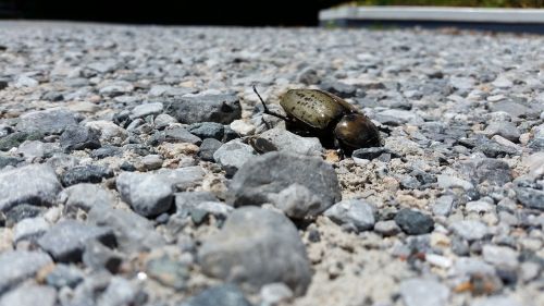 beetle rocks death