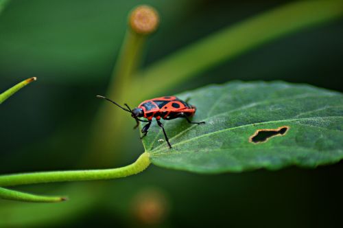 beetle a cobbler bug nature