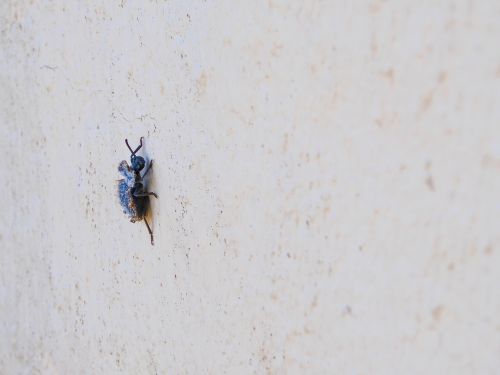 beetle blue macro