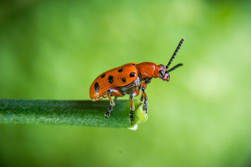 beetle rape beetle insect