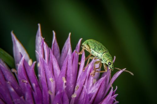 beetle macro green