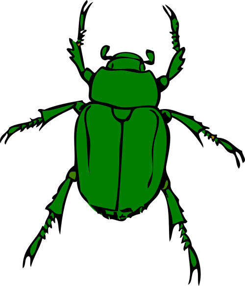 beetle bug insect