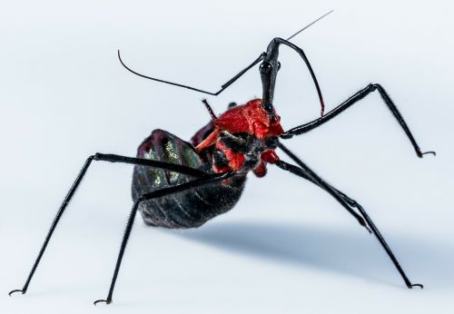 beetle insect arachnid