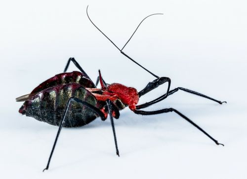 beetle insect arachnid