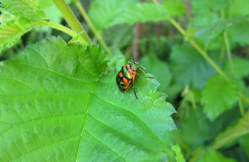 beetle garden pest