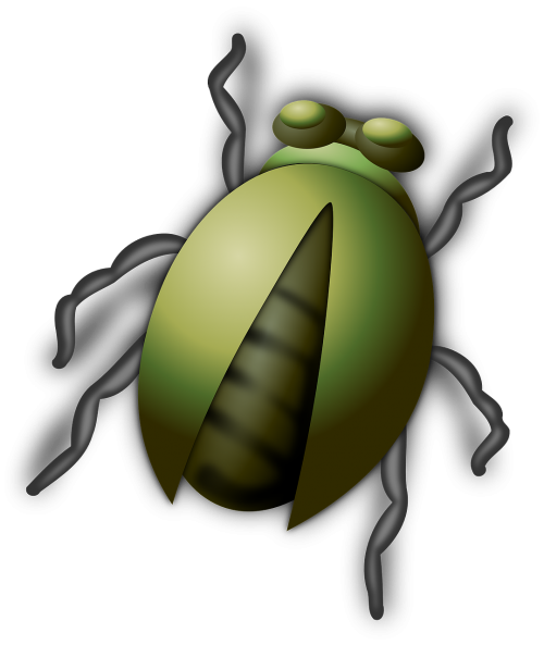 beetle insect bug