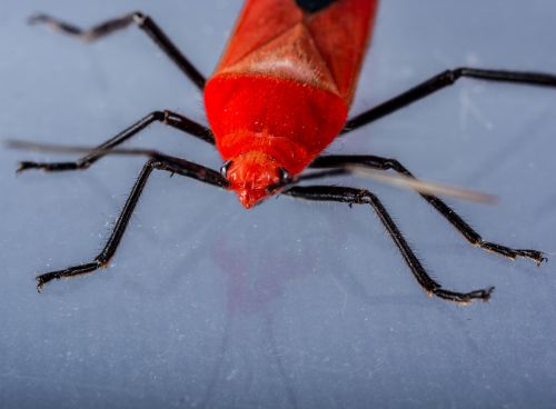 beetle red beetle insect