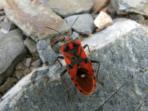 beetle red and black bug